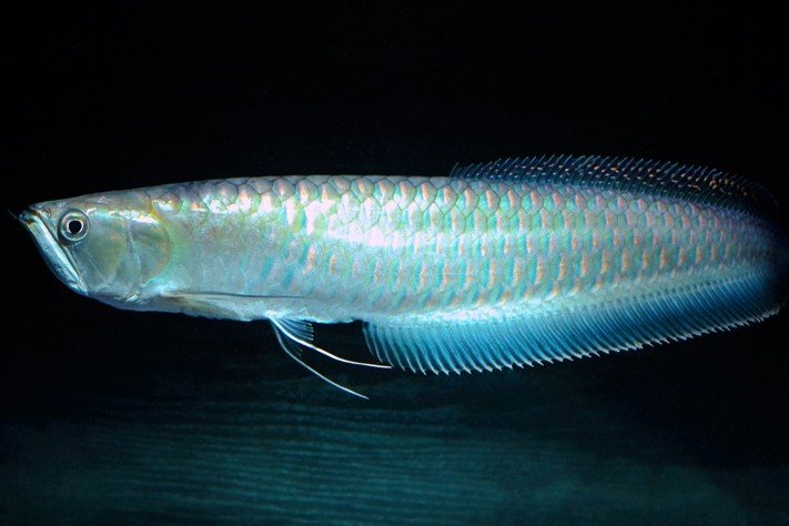 Black arowana