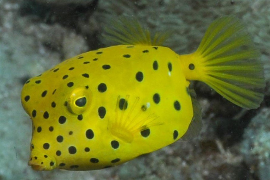 Yellow boxfish
