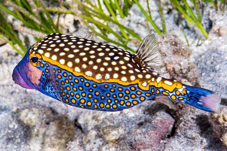 Spotted boxfish