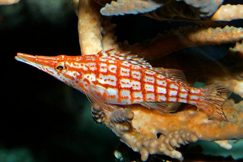 Longnose hawkfish