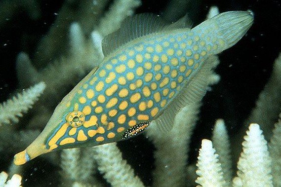 Red Sea longnose filefish