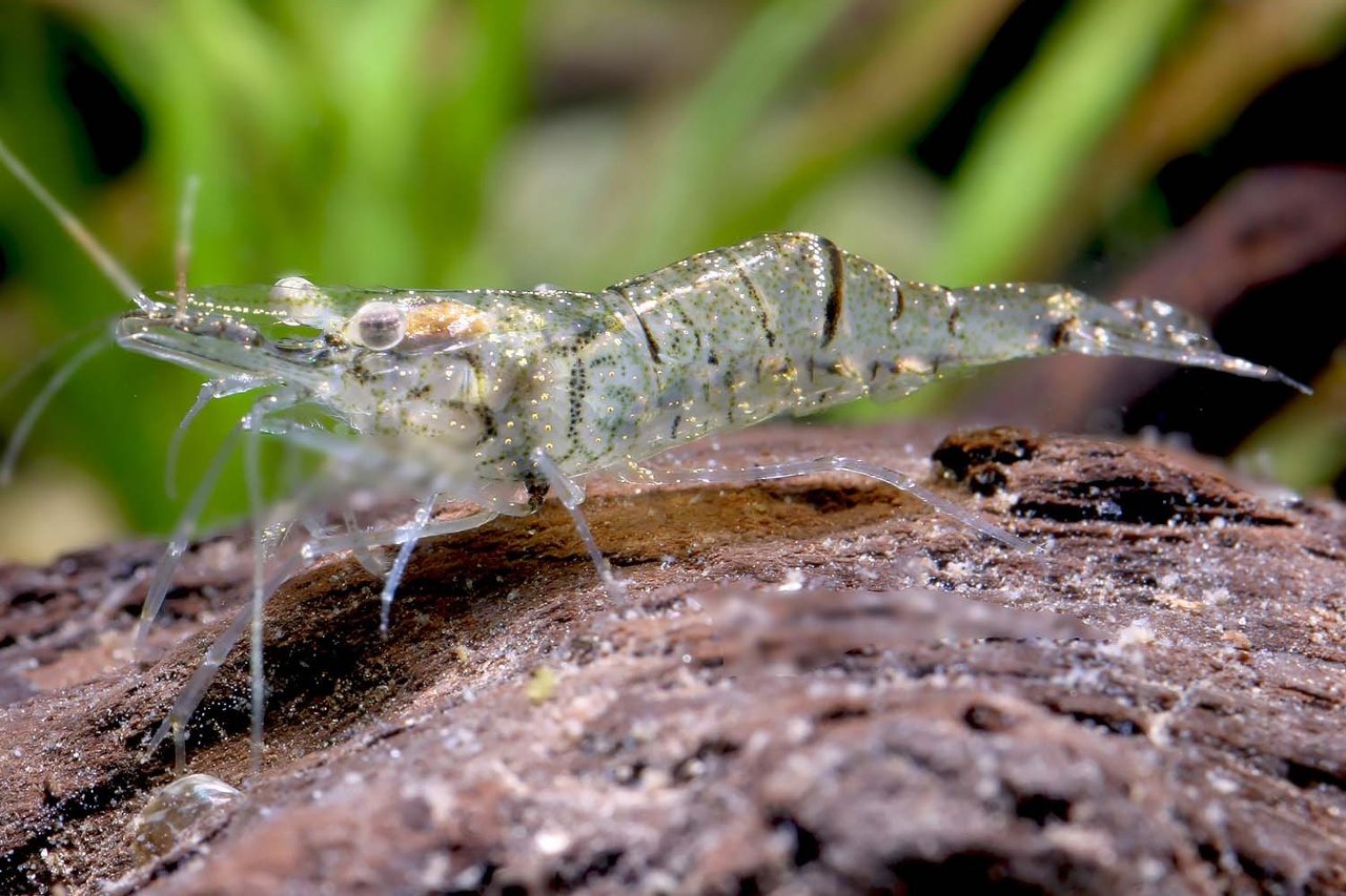 Ghost shrimp