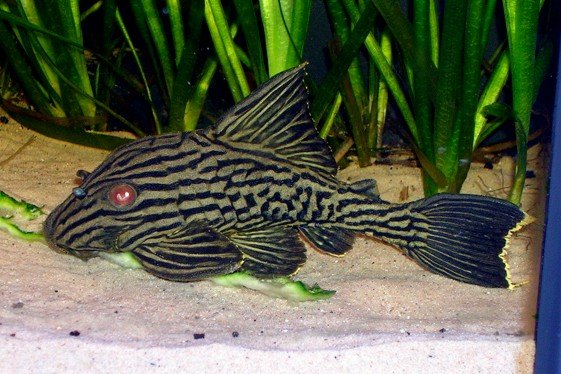 Panaque nigrolineatus