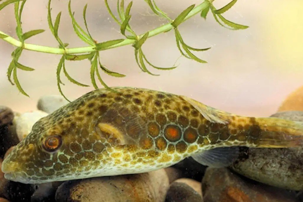 Palustris puffer