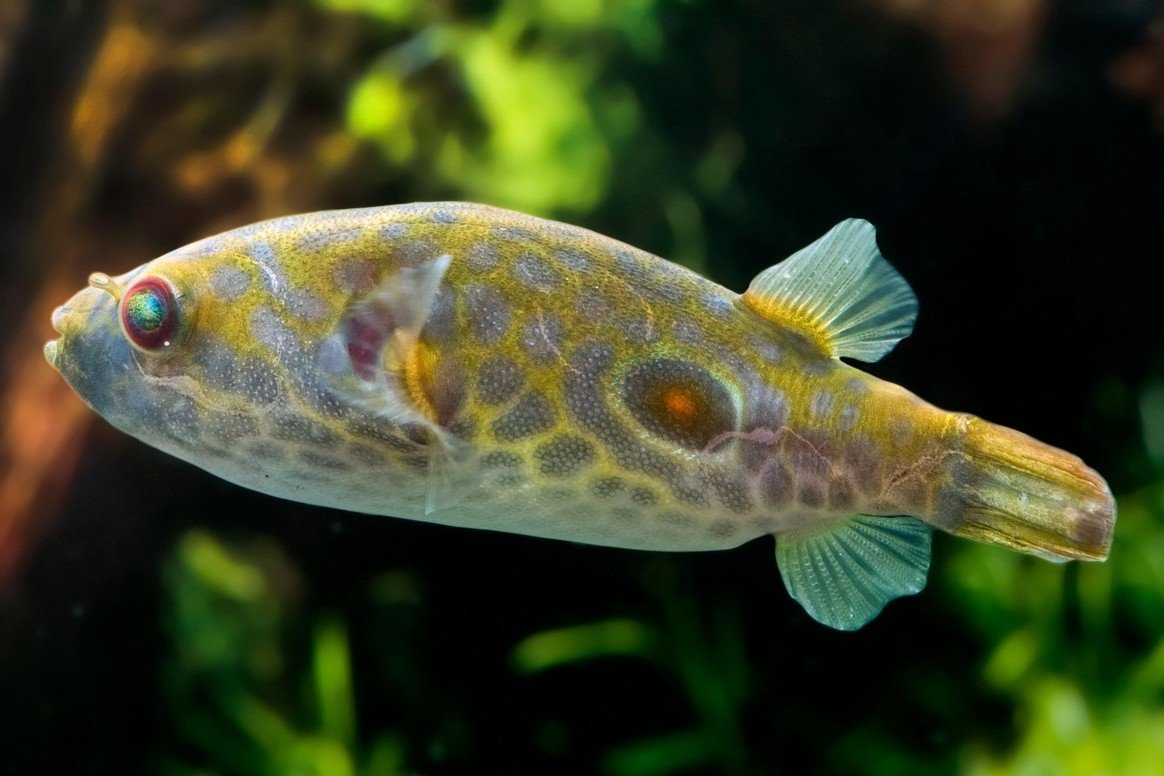 Leiurus puffer