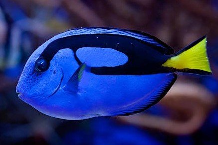Paracanthurus hepatus