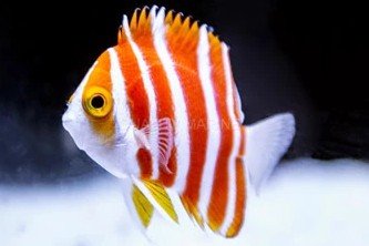 Peppermint angelfish