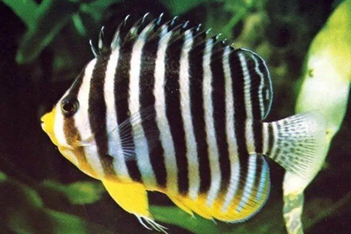 Barred Angelfish