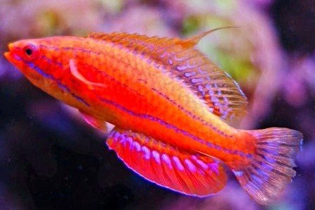 Carpenter's flasher wrasse