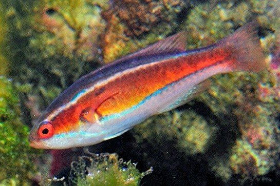 Paracheilinus piscilineatus aquarium