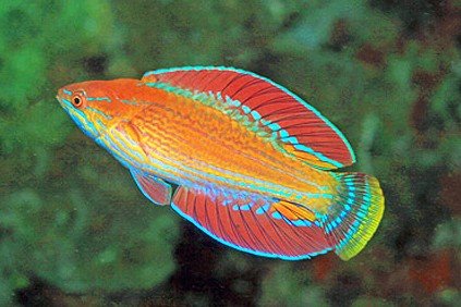 Rennyae's flasher wrasse