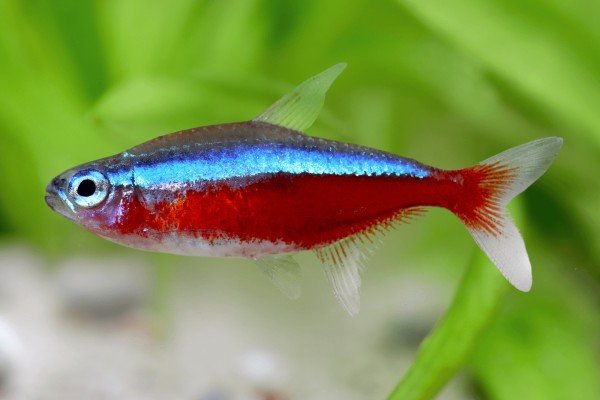 Paracheirodon axelrodi