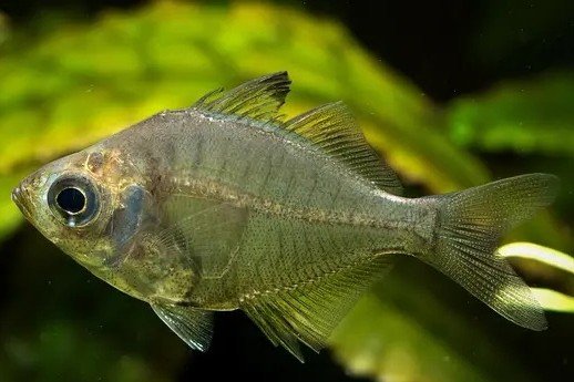 Indian glassy fish