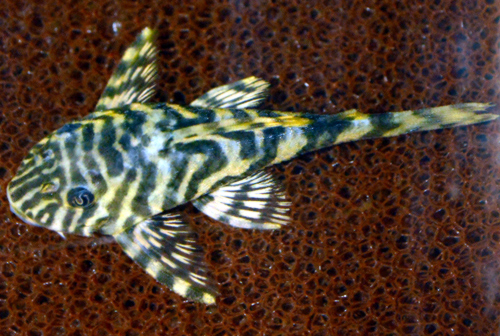 Peckoltia compta