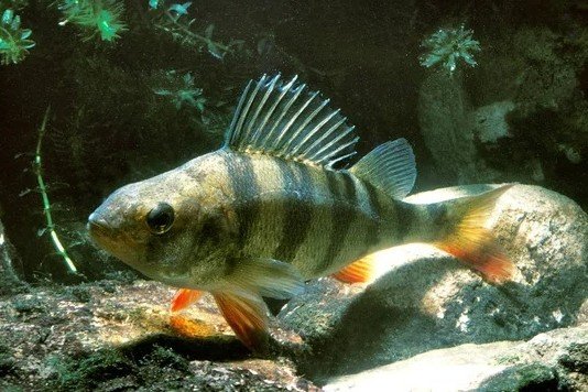 European perch