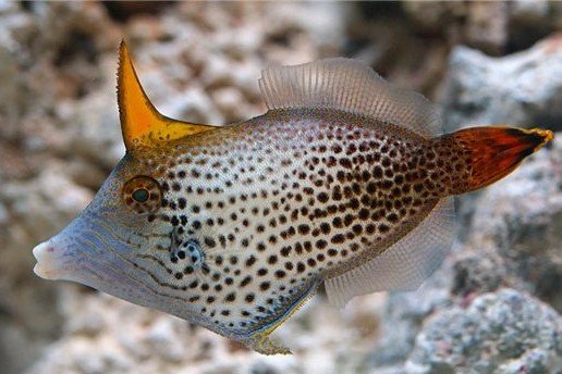 Fantail filefish