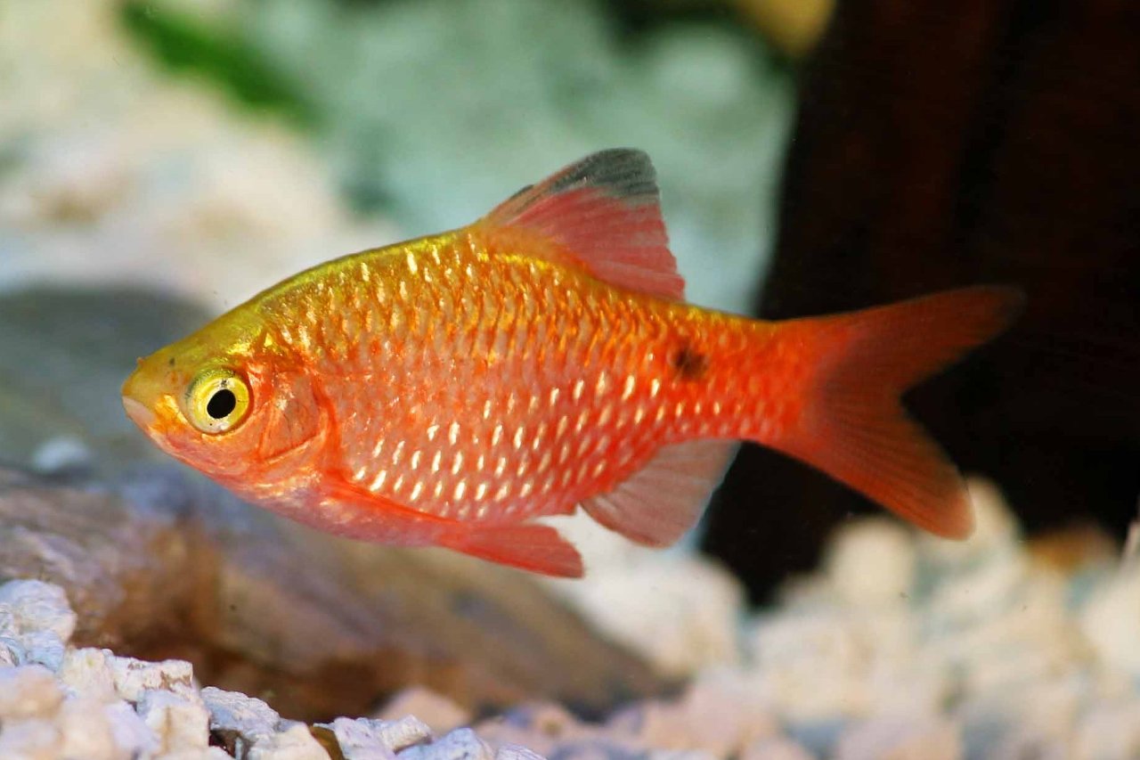 Pethia conchonius