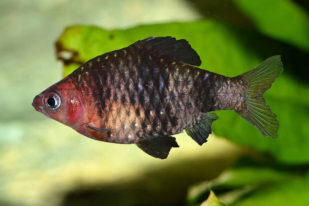 Pethia nigrofasciata