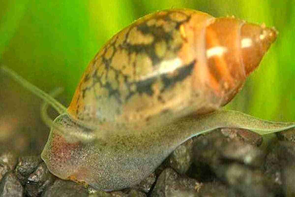 Physa acuta