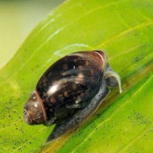 Fountain bladder snail