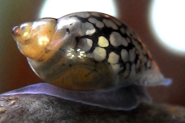 Bladder snail