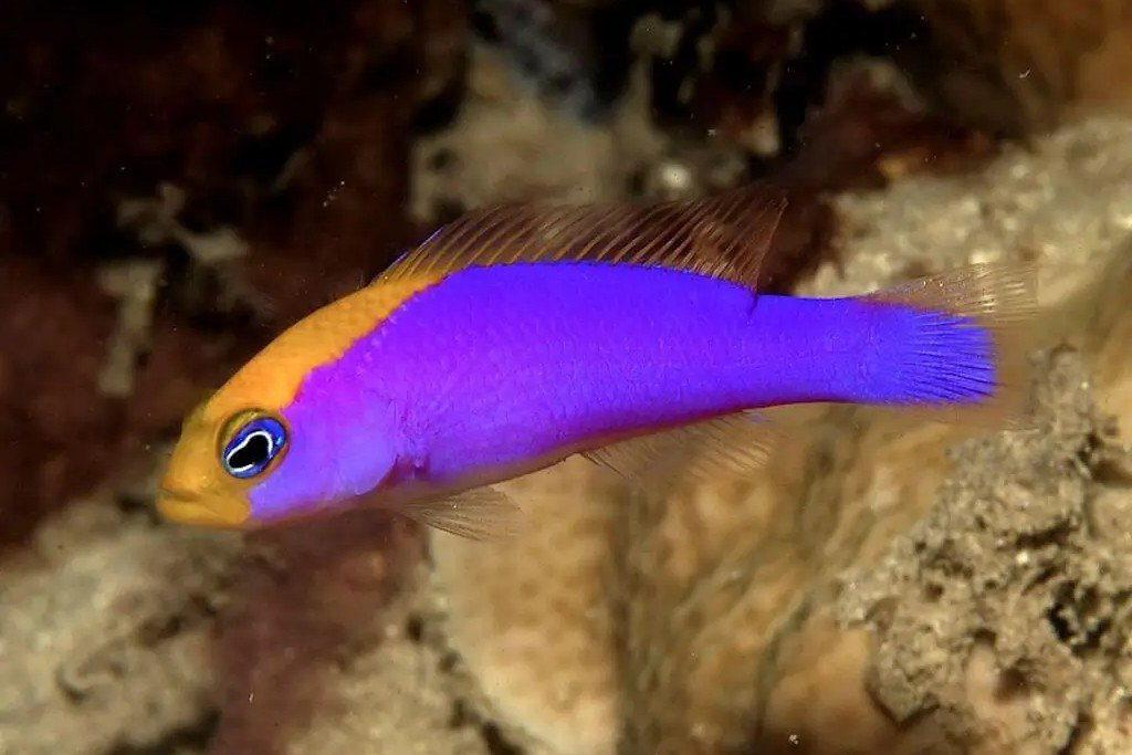 Pictichromis caitlinae