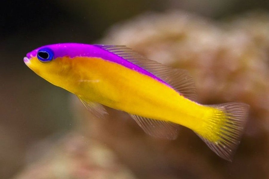 Purpletop dottyback