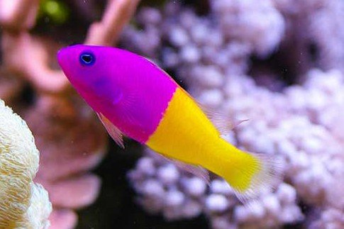 Royal Dottyback