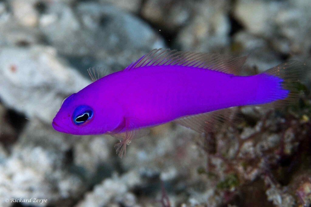 Magenta dottyback