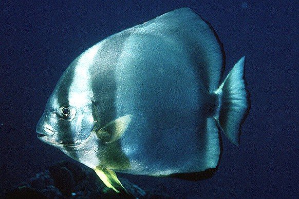 Orbicular batfish