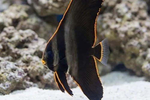 Dusky batfish
