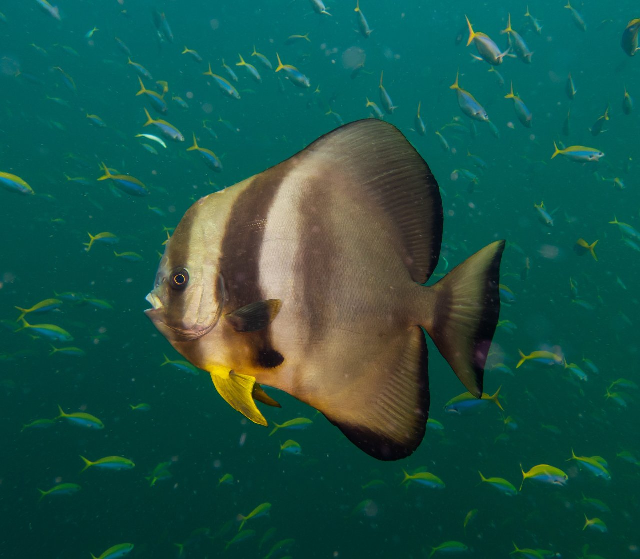 Longfin batfish