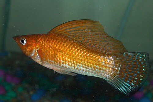 Poecilia velifera