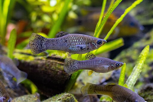 Poecilia sphenops