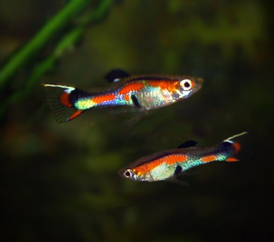 Poecilia wingei