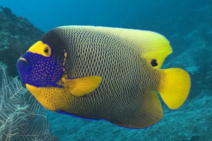 Blue-faced angelfish