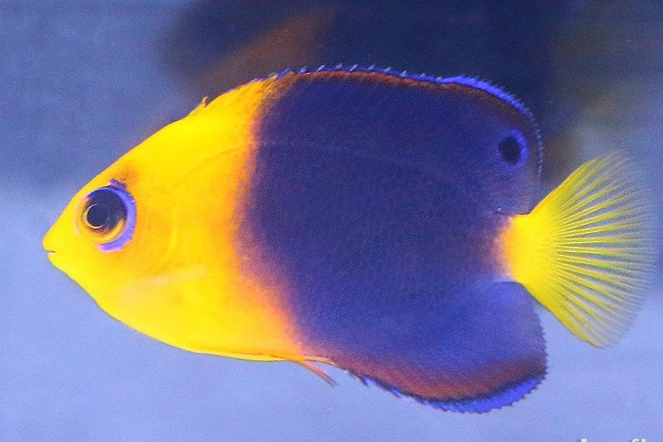 Japanese pygmy angelfish