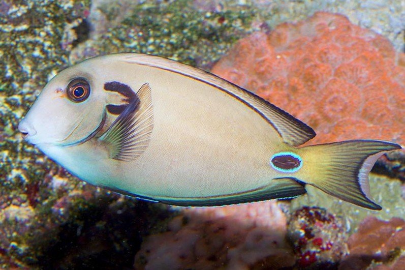 Double-band surgeonfish
