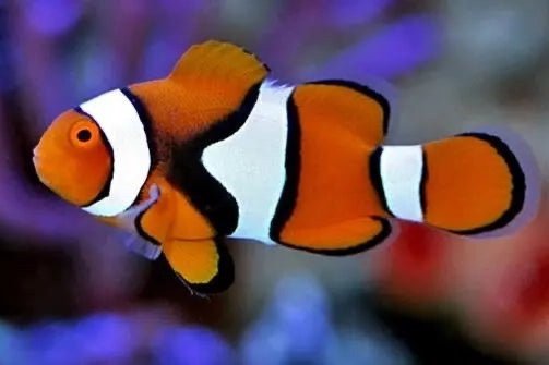 True percula clownfish