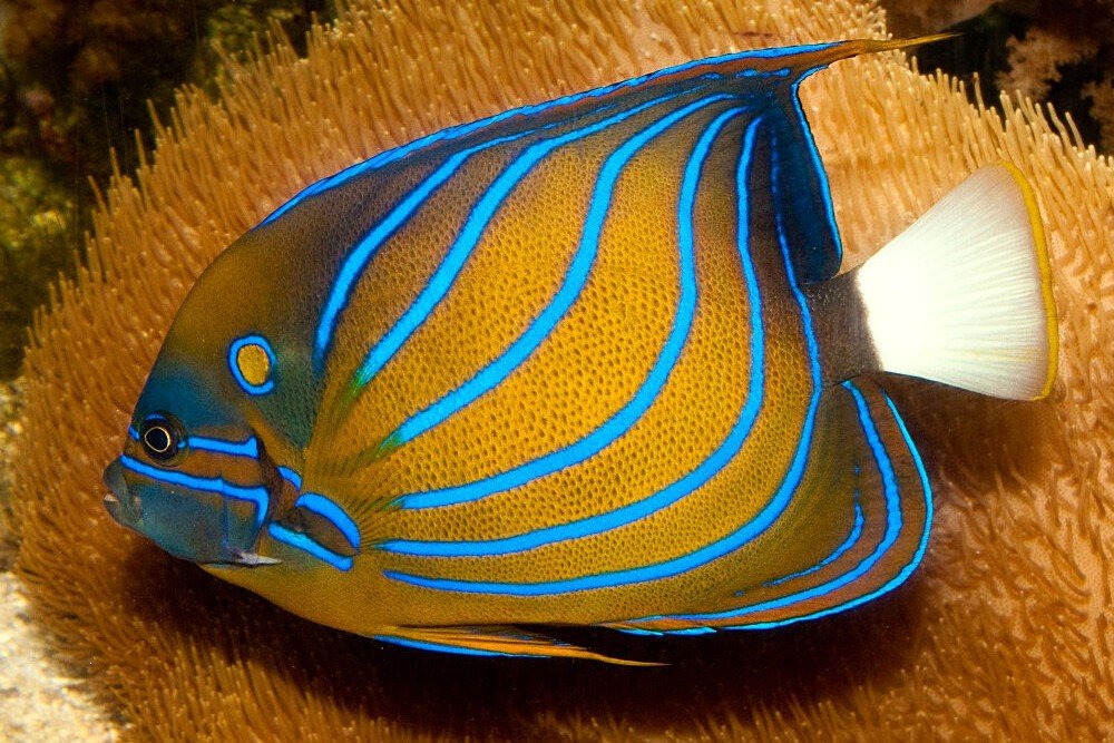 Bluering angelfish