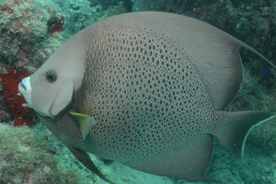 White angelfish