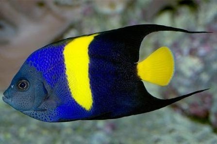 Arabian angelfish