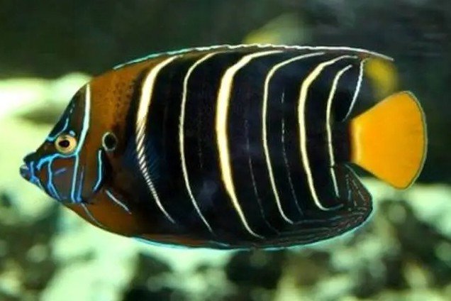 Pomacanthus chrysurus