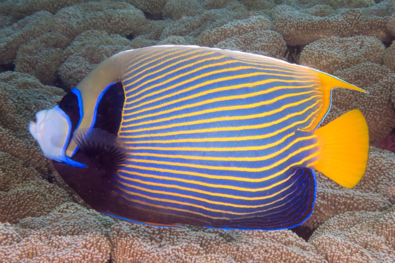 Emperor angelfish