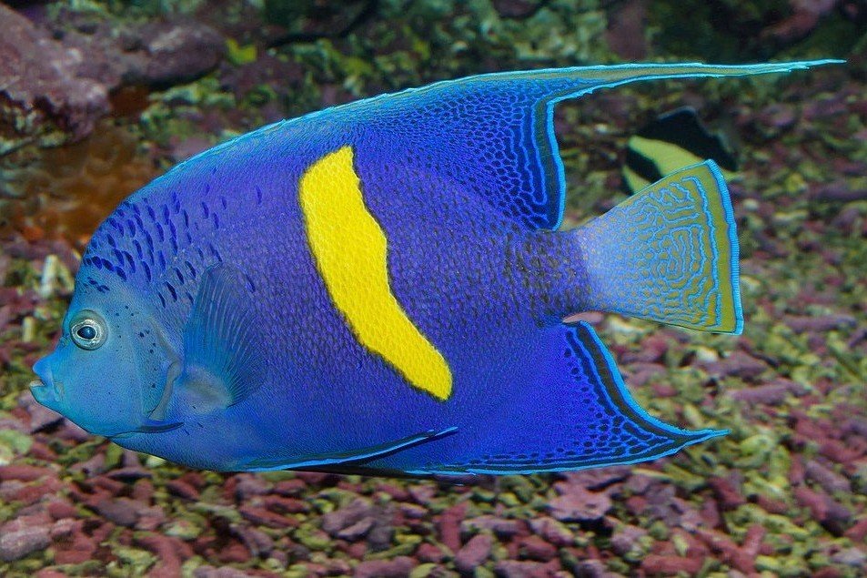 Yellowbar angelfish