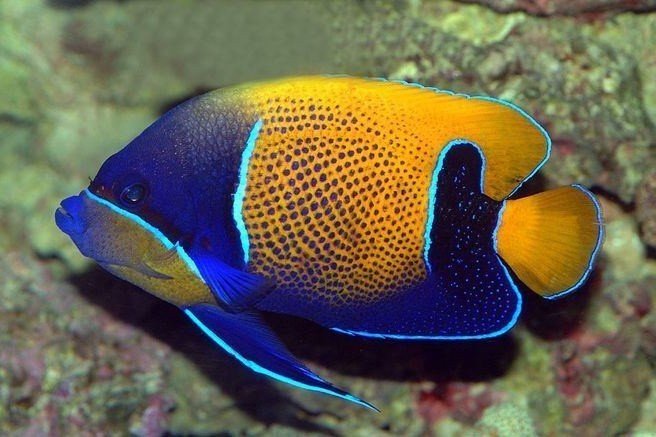 Majestic angelfish