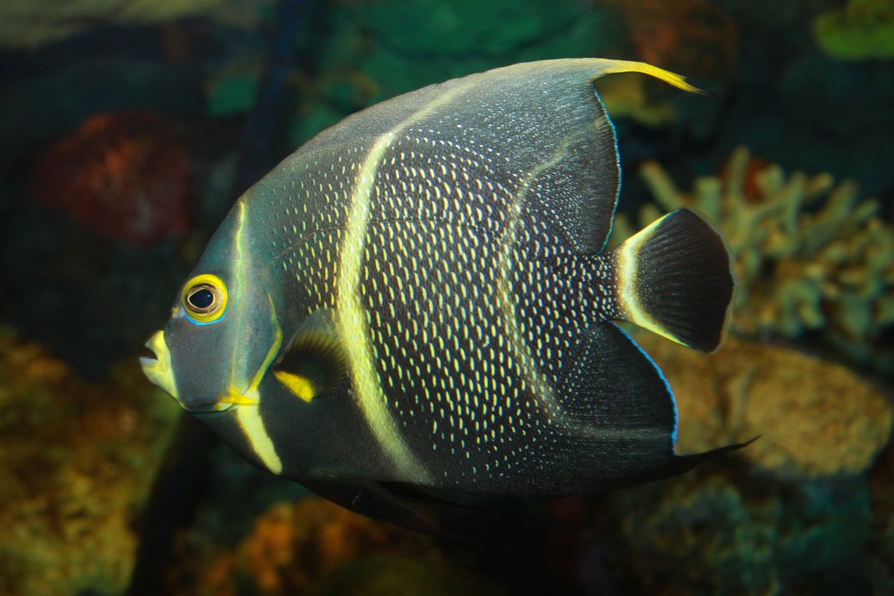French angelfish
