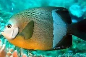 Old woman angelfish