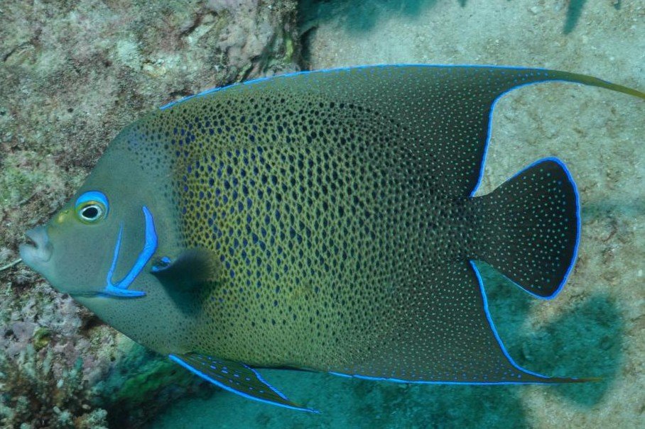Semicircle Angelfish