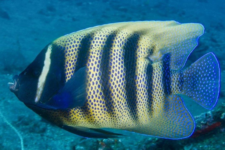 Sixbar angelfish